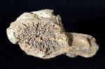 Pleurodictyum problematicum GOLDFUSS 1829 - Bild © FossNet FossilienStore